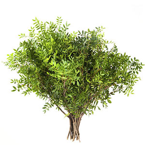 Фисташка (1 пучок)