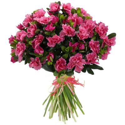 Букет азалий «Утренний румянец»