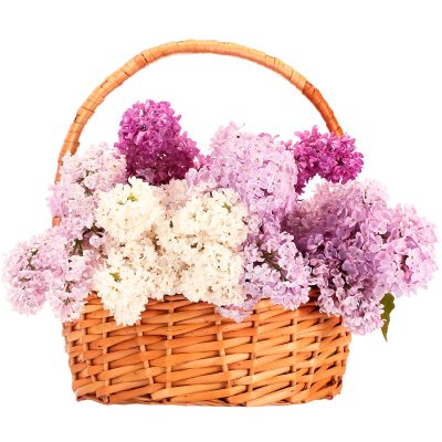 Корзина с сиренью «Сиреневое очарование»